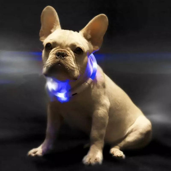 Pet Light Collar Anti-Lost Collar for Dogs Pet Collars - amazitshop